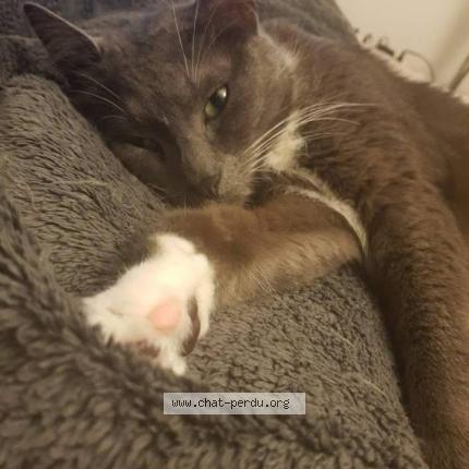 Photo 1/1 Balou Chat perdu à Erquinghem lys