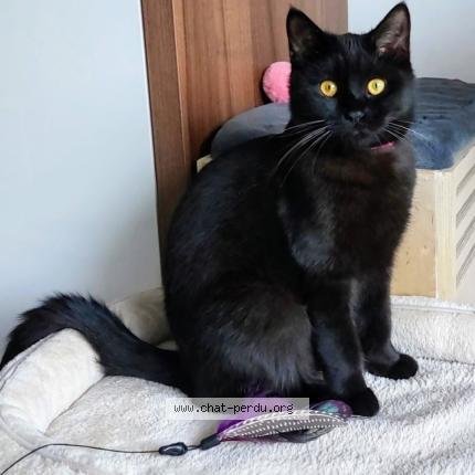 Photo 1/2 ALFONSE Chat perdu à Molenbeek saint jean