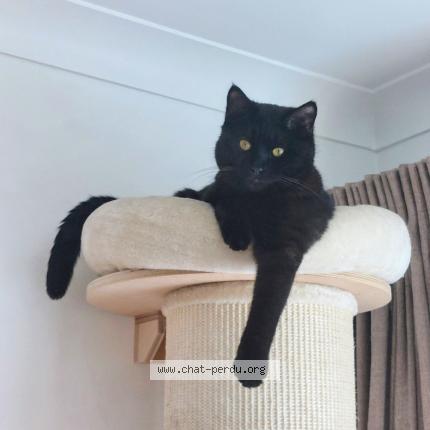 Photo 2/2 ALFONSE Chat perdu à Molenbeek saint jean