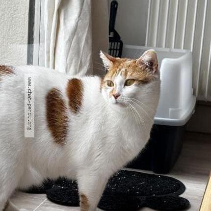 Photo de chat perdu à Angers