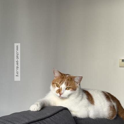 Photo 2/3 Chat retrouvé Perdu à Angers