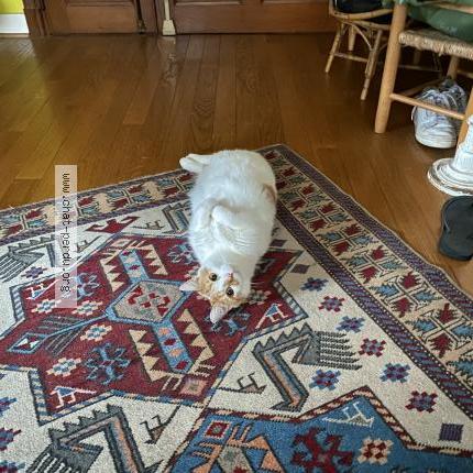 Photo 3/3 Chat retrouvé Perdu à Angers