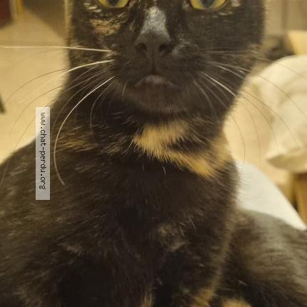 Photo 1/1 Pixelle Chat perdu à Beauvais