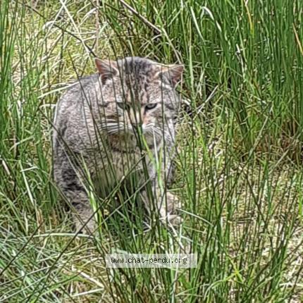 Photo 1/1 TIKI Chat perdu à Rambervillers