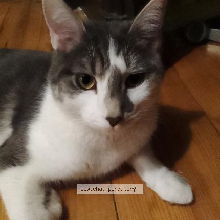 Photo de chat perdu à Villemontais