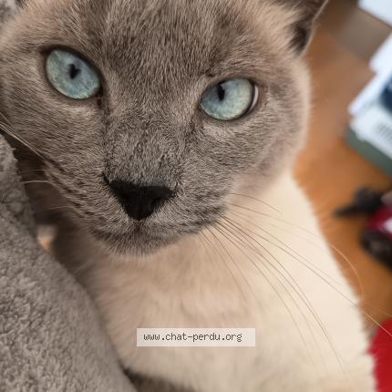 Photo 1/1 Jack Chat perdu à Toulouse
