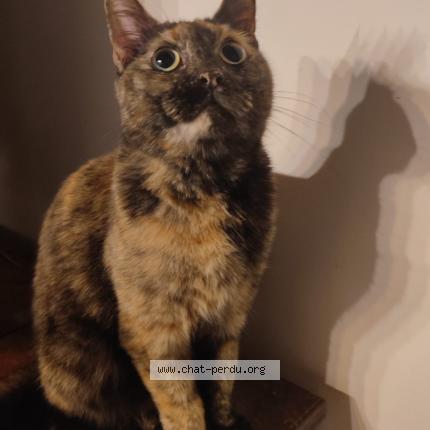 Photo 1/1 Iona Chat perdu à Rabastens