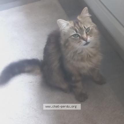 Photo 1/1 xena Chat perdu à Grenoble