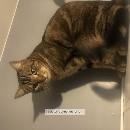 Photo de chat perdu à Saint Germain Les Arpajon