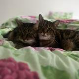 Photo de chat perdu à Campbon