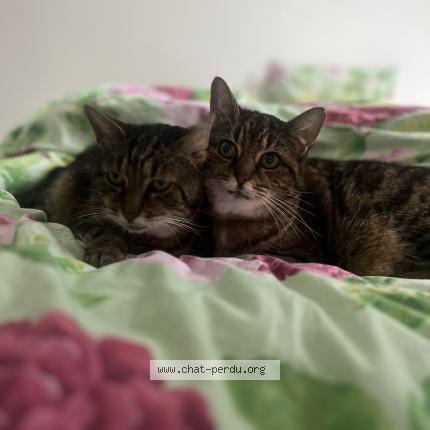 Photo 1/1 Câline Chat perdu à Campbon