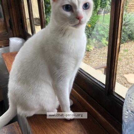 863969 Gamin chat perdu à SAACY SUR MARNE - Chat Perdu France