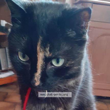 Photo de chat perdu à St Nicolas D Aliermont