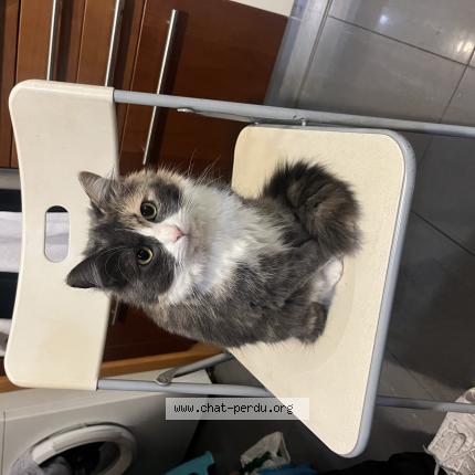 Photo 1/1 Minou Chat perdu à Vincennes