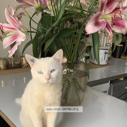 Photo 1/1 Chat retrouvé Perdu à La courneuve