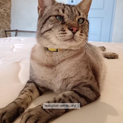 Photo 1/1 Baltouff Chat perdu à La blaquiere