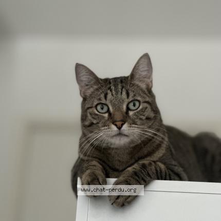 Photo 1/1 Chat retrouvé Perdu à Mulhouse