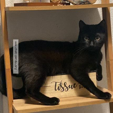 Photo de chat perdu à Dampierre Sur Le Doubs