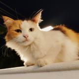 Photo de chat perdu à Kochi