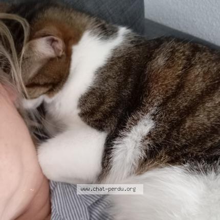 Photo 1/1 Woody Chat perdu à Les mathes