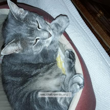 Photo de chat perdu à Nieul Sur Mer