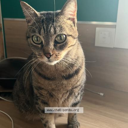 Photo de chat perdu à Arpajon