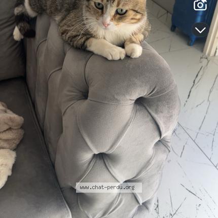 Photo 1/1 Nina Chat perdu à Marignane