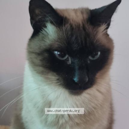 Photo de chat perdu à Castelnau Le Lez