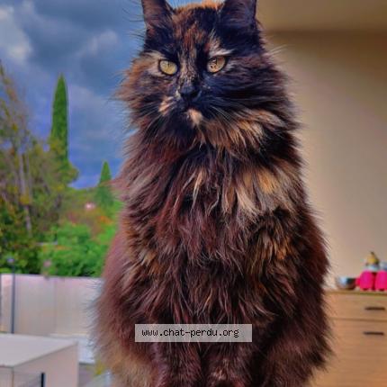 Photo de chat perdu à Nimes