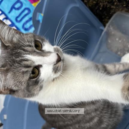 Photo 1/1 Moon Chat perdu à Montgeron