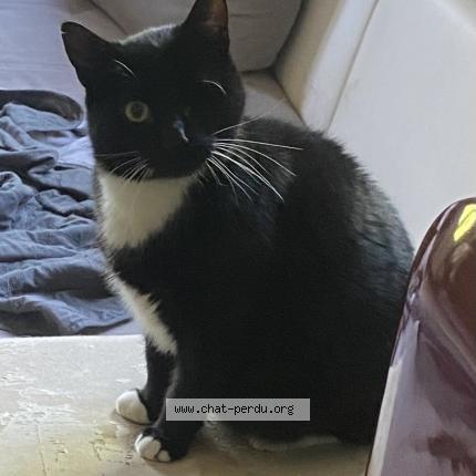 Photo 1/1 Chamallow Chat perdu à Metz