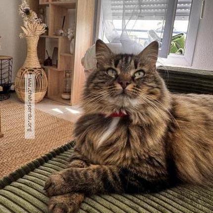 Photo de chat perdu à St Macaire