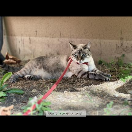 Photo 1/1 Chat retrouvé Perdu à Neuvy Saint Sepulchre