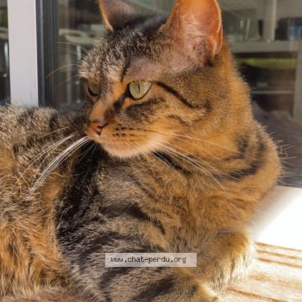 Photo de chat perdu à Barbatre