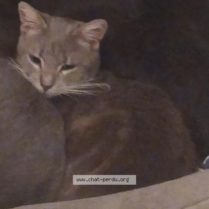Photo de chat perdu à Valenciennes