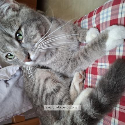 Photo 1/1 Chat retrouvé Trouvé à Rennes