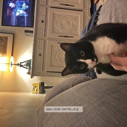 Photo 1/1 Tuco Chat perdu à Saint jean de luz
