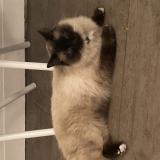 Photo de chat trouvé à Le Chesnay