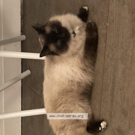 Photo 1/1 Chat retrouvé Trouvé à Le chesnay