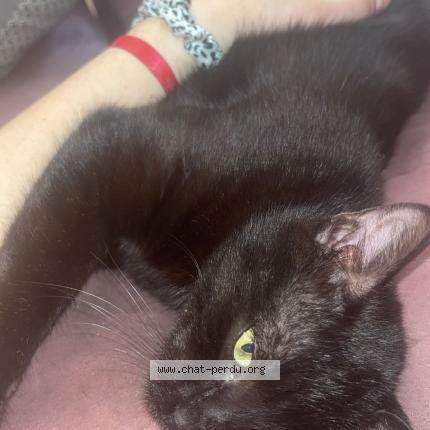 Photo 1/1 Chat retrouvé Perdu à La Guerche De Bretagne