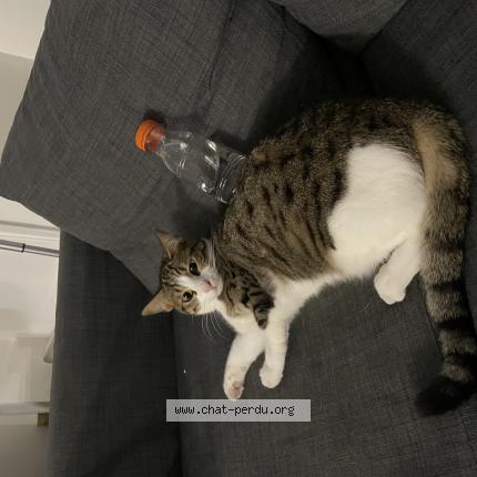 Photo 1/1 Chat retrouvé Perdu à Clamart