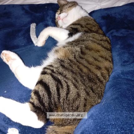 Photo 1/1 Tequila Chat perdu à Louverne