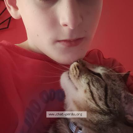 Photo 1/1 Chat retrouvé Perdu à Vion