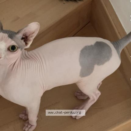 Photo de chat perdu à Dijon