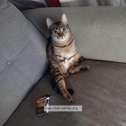 Photo de chat perdu à Pornic