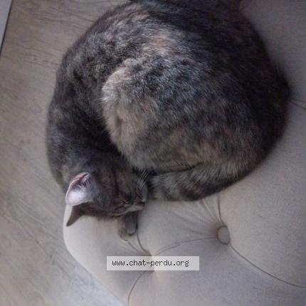 Photo 1/1 Bb Chat perdu à Valenciennes