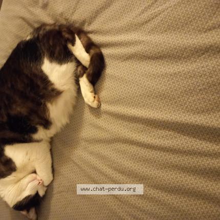 Photo 1/1 Cash Chat perdu à Paris