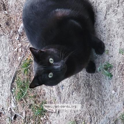 Photo 1/1 Leo Chat perdu à Mallemort