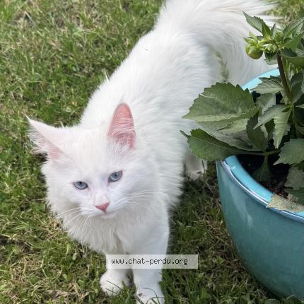 Photo de chat perdu à La Terrasse