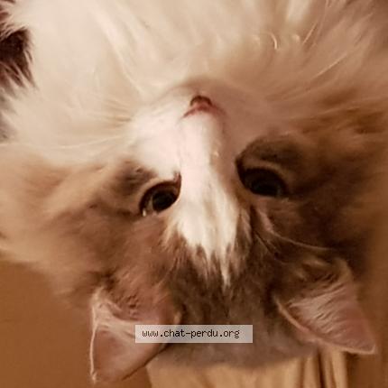 Photo 1/1 Marjorie GARCIN Chat perdu à Mallemort